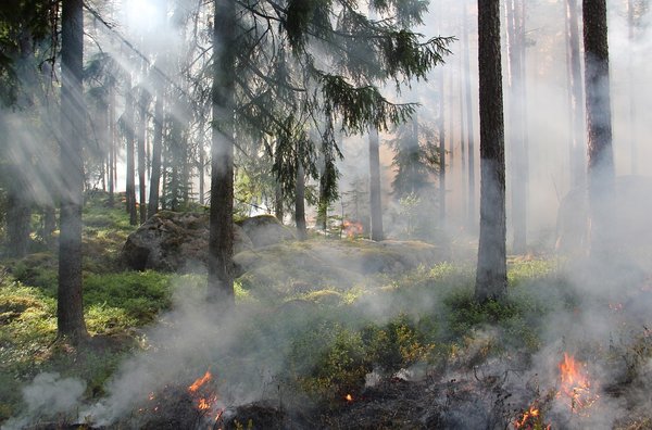 Can AI predict and prevent wildfires?